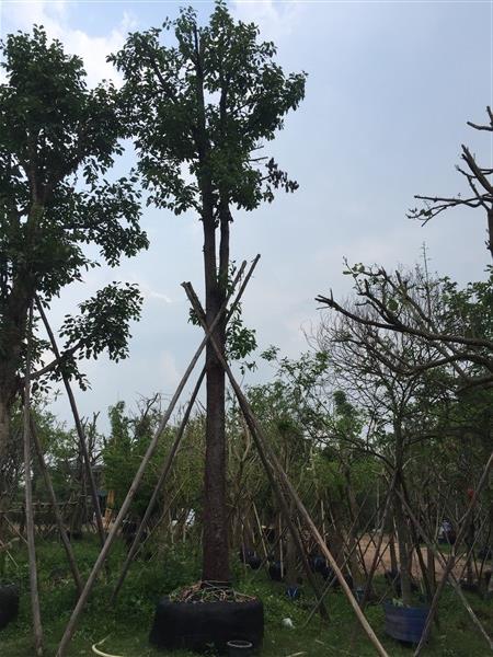 ต้นมะหาด10” | สวนทวี - เมืองปราจีนบุรี ปราจีนบุรี