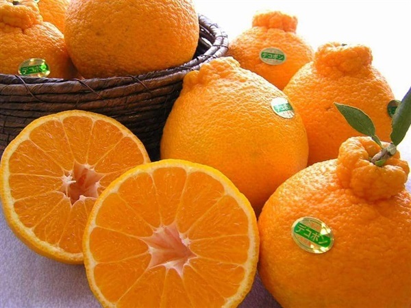 ส้มเดโกปอง Dekopon Orange | มะนาวนิ้วมือ สวนลุงกร - เมืองสิงห์บุรี สิงห์บุรี