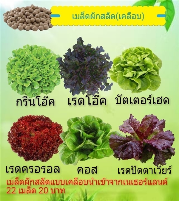 เมล็ดผักสลัดแบบเคลือบ | ทานสุขไฮโดรโปรนิกส์ -  ฉะเชิงเทรา