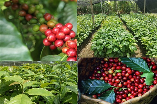 จำหน่ายต้นกาแฟ อาราบิก้า คาร์ติมอร์ ลูกดก ให้ผลผลิตเร็ว  | สนั่นดังกล้าต้นไม้ - เมืองชุมพร ชุมพร