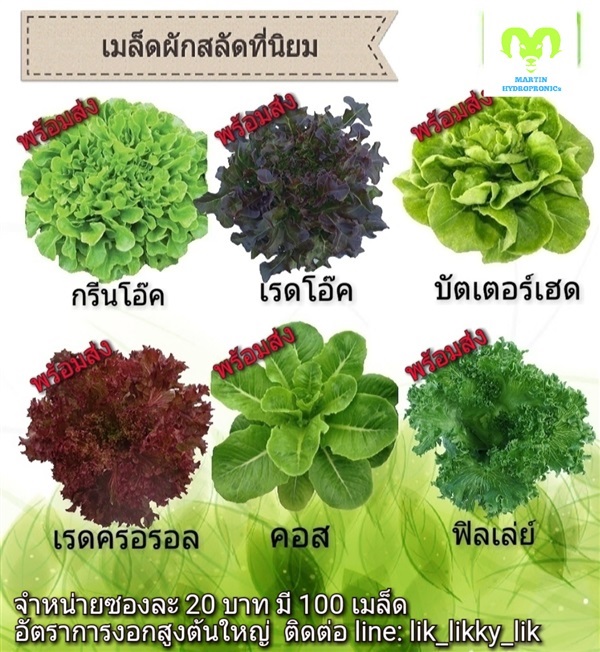 เมล็ดผักสลัด ยอดนิยม | ทานสุขไฮโดรโปรนิกส์ -  ฉะเชิงเทรา