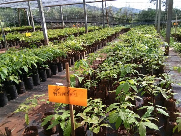 ต้นอะโวคาโด้ | วิทธาดาฟาร์ม - แม่แตง เชียงใหม่