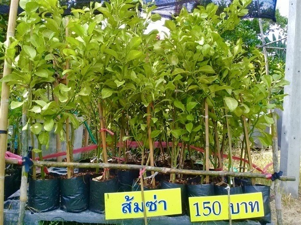 ส้มซ่า สูง 100 ซม. | สวนภูทวี  - บางใหญ่ นนทบุรี