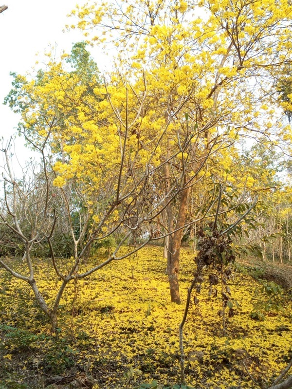 ต้นเหลืองอินเดีย | สวนกมลทิพย์ แม่ออน เชียงใหม่ - แม่ออน เชียงใหม่