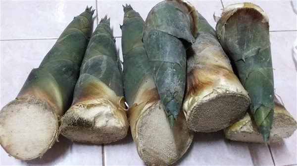 ขายไผ่ตงลืมแล้ง (ไผ่กิมซุง) | สวนไผ่ครูแก้ว - ท้ายเหมือง พังงา