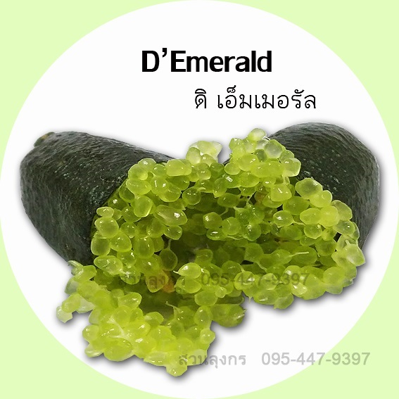 มะนาวคาเวียร์ D'Emerald (ติดผลเร็ว) | มะนาวนิ้วมือ สวนลุงกร - เมืองสิงห์บุรี สิงห์บุรี