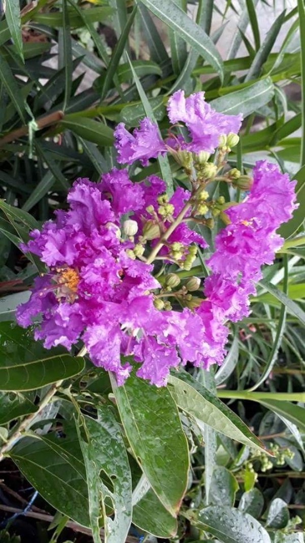 ต้นม่วงส่าหรี - Purple Crape Myrtle (กทม)       | Kiattisak Pailay - บางกอกน้อย กรุงเทพมหานคร