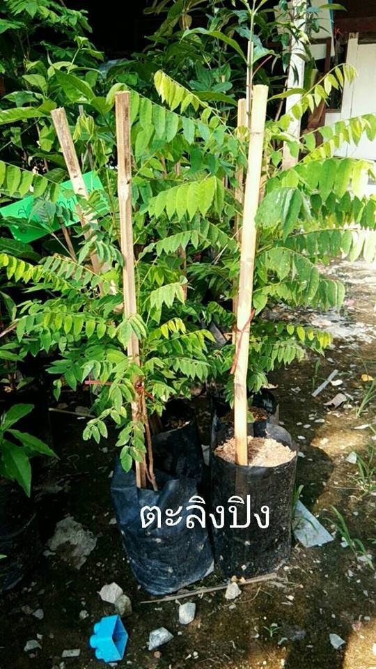 ตะลิงปิง | Drenglish Garden มหาสารคาม - กันทรวิชัย มหาสารคาม