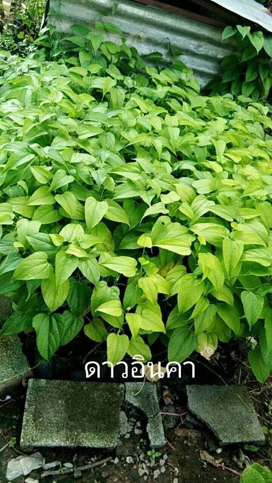 ดาวอินคา | Drenglish Garden มหาสารคาม - กันทรวิชัย มหาสารคาม