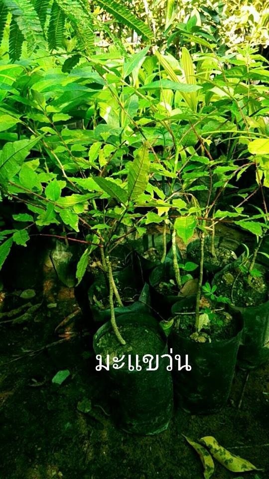 ต้นพันธุ์มะขวิด มะแขว่น ต้นละ 100 บาท | Drenglish Garden มหาสารคาม - กันทรวิชัย มหาสารคาม