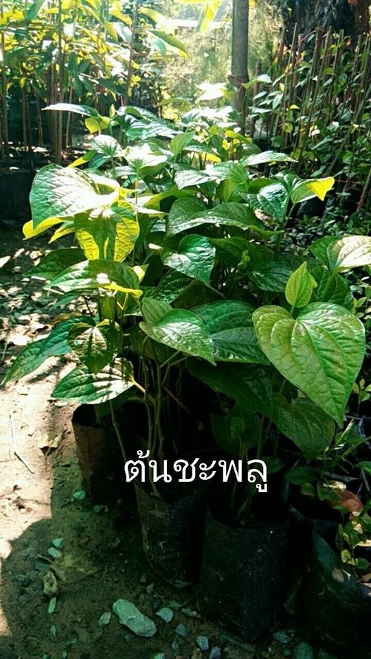 ชะพลู | Drenglish Garden มหาสารคาม - กันทรวิชัย มหาสารคาม