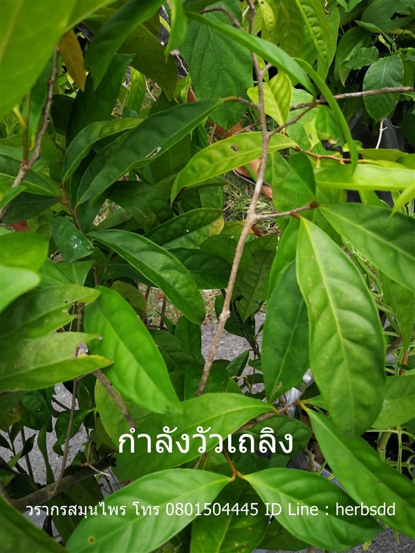 ต้นกำลังวัวเถลิง