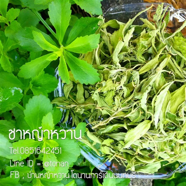 ใบหญ้าหวานแห้ง และ หญ้าหวานผง | บ้านหญ้าหวาน โตนานการ์เด้น นนทบุรี - ปากเกร็ด นนทบุรี