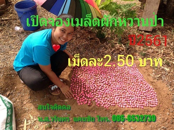 ขายเมล็ดผักหวานป่า(สินค้าหมด)