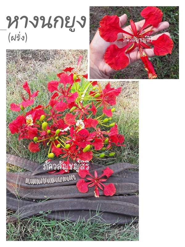 เมล็ดและต้นกล้าหางนกยูงฝรั่ง(ดอกสีแดงอมส้มเข้ม) | ภัควลัญชญ์สิริ -  พิษณุโลก