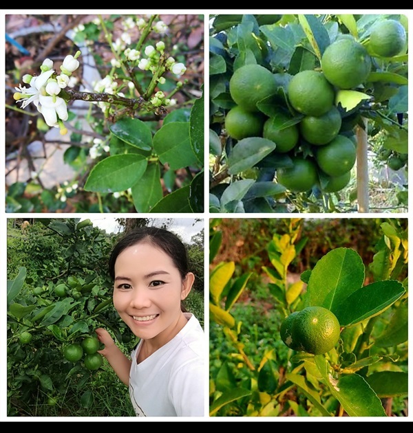 กิ่งตอนมะนาวแป้น | Kanya garden - เมืองมหาสารคาม มหาสารคาม