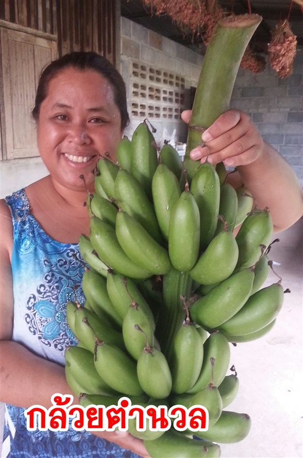 กล้วยตำนวล | สวนญาตา  ชัยภูมิ - จัตุรัส ชัยภูมิ