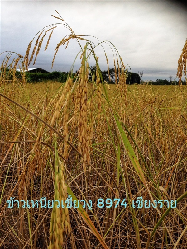 ข้าวเหนียวเขี้ยวงู 8974 | วรินทร์ฟาร์ม -  พะเยา