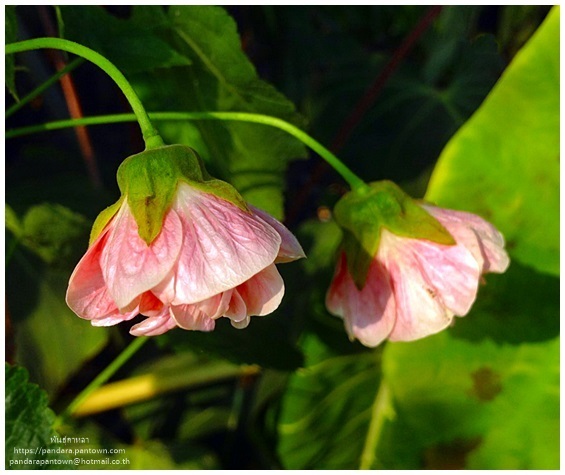 ชบาโคมสีชมพูอ่อนดอกซ้อน | พันธุ์ดาหลา - เมืองเชียงใหม่ เชียงใหม่