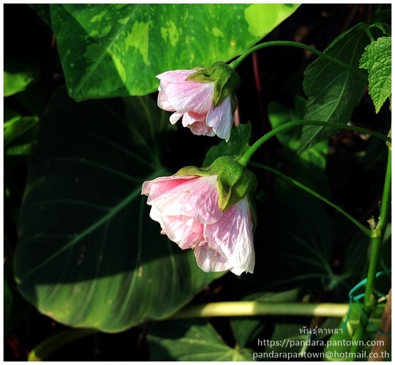 ชบาโคมสีชมพูอ่อนดอกซ้อน | พันธุ์ดาหลา - เมืองเชียงใหม่ เชียงใหม่