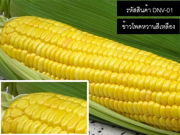 จำหน่ายเมล็ดพันธุ์ข้าวโพดหวานสีเหลือง (เมล็ดพันธุ์คุณภาพดี) | thailandseedshop - เมืองสมุทรปราการ สมุทรปราการ