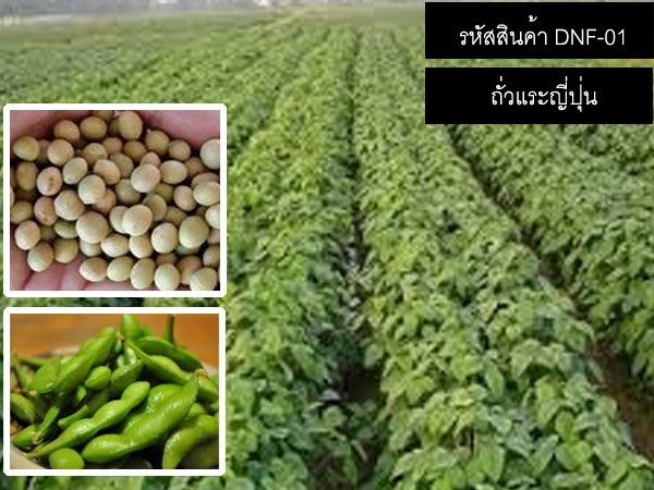 จำหน่ายเมล็ดพันธุ์ถั่วแระญี่ปุ่น (เมล็ดพันธุ์คุณภาพดี) | thailandseedshop - เมืองสมุทรปราการ สมุทรปราการ