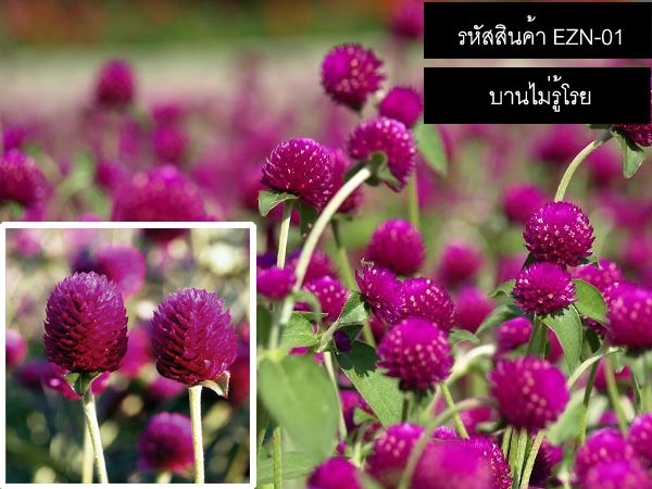 จำหน่ายเมล็ดพันธุ์บานไม่รู้โรยสีม่วง (เมล็ดพันธุ์คุณภาพดี) | thailandseedshop - เมืองสมุทรปราการ สมุทรปราการ