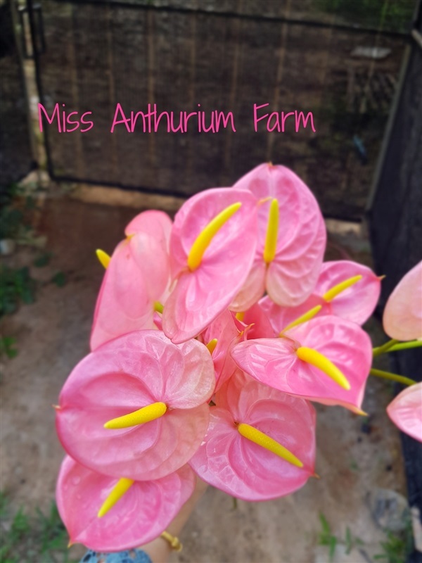 ดอกหน้าวัว | Miss anthurium Farm - พุนพิน สุราษฎร์ธานี