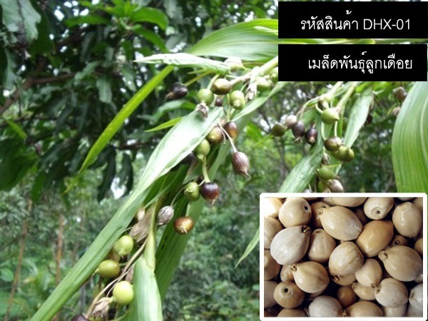 จำหน่ายเมล็ดพันธุ์ลูกเดือย (เมล็ดพันธุ์คุณภาพดี) | thailandseedshop - เมืองสมุทรปราการ สมุทรปราการ