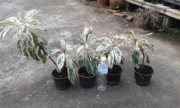 Loquat ต้นปีแป๋ใบด่าง