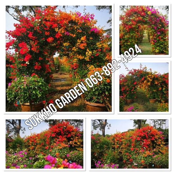 เฟื่องฟ้า | สวนสุขโขไม้ดอกไม้ประดับ - ประจันตคาม ปราจีนบุรี