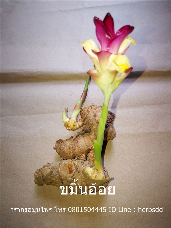 ขมิ้นอ้อย | วรากรสมุนไพร - เมืองนครราชสีมา นครราชสีมา