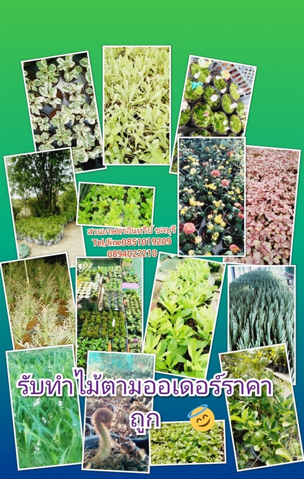 รับผลิตกล้าไม้เล็กไม้ถ้วยราคาถูก | สวนเกษตรอินทรีย์ - พนัสนิคม ชลบุรี