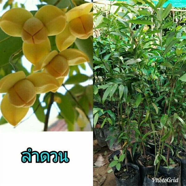 ลำดวน ต้นละ 100 บาท ค่ะ | Drenglish Garden มหาสารคาม - กันทรวิชัย มหาสารคาม