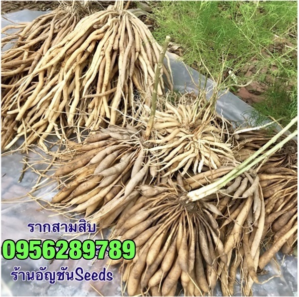 รากสามสิบ .เกรด A , รากสามสิบผง เกรดA++ | อัญชัน seeds - สวนหลวง กรุงเทพมหานคร