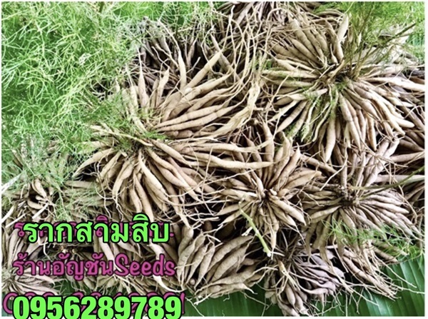 ขายรากสามสิบ , ต้นรากสามสิบ,ขายรากสามสิบผง เกรด A++ | อัญชัน seeds - สวนหลวง กรุงเทพมหานคร