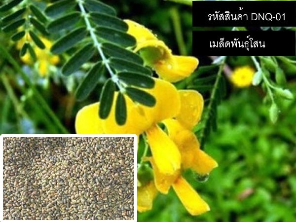 จำหน่ายเมล็ดพันธุ์โสน (เมล็ดพันธุ์คุณภาพดี)