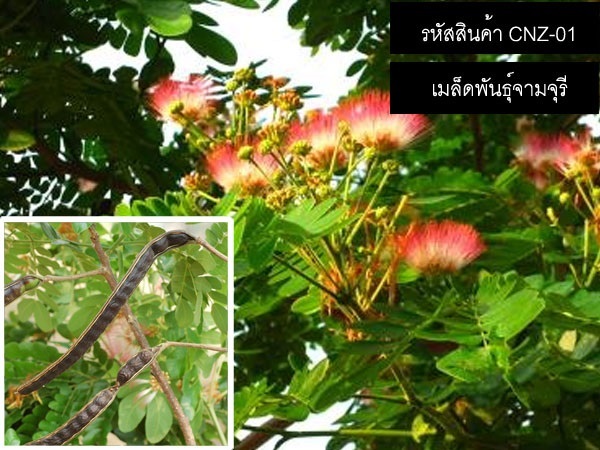 จำหน่ายเมล็ดพันธุ์จามจุรี(ก้ามปูยักษ์) (เมล็ดพันธุ์คุณภาพดี) | thailandseedshop - เมืองสมุทรปราการ สมุทรปราการ