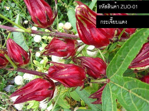 จำหน่ายเมล็ดพันธุ์กระเจี๊ยบแดง (เมล็ดพันธุ์คุณภาพดี) | thailandseedshop - เมืองสมุทรปราการ สมุทรปราการ