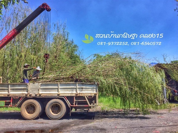 หลิวลู่ลม |  สวนบ้านกนิษฐา คลอง 15 - องครักษ์ นครนายก