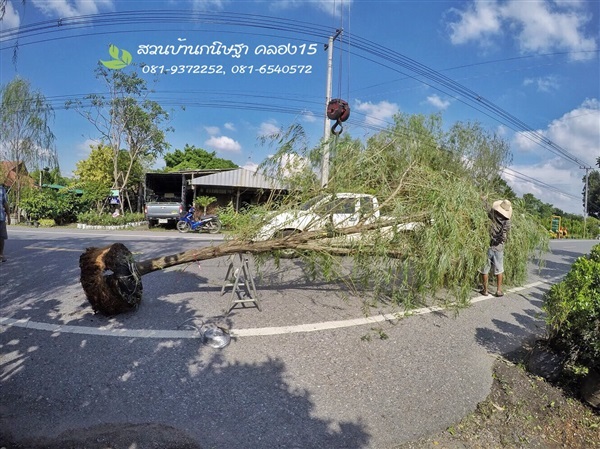 หลิวลู่ลม |  สวนบ้านกนิษฐา คลอง 15 - องครักษ์ นครนายก