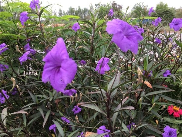 ฟ้าประทานพร หรือต้อยติ่งฝรั่ง สีม่วง | Happy Organic Farm - สามชุก สุพรรณบุรี