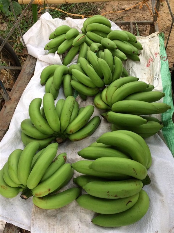 กล้วยหอมทอง | 3P FARM - เมืองยโสธร ยโสธร