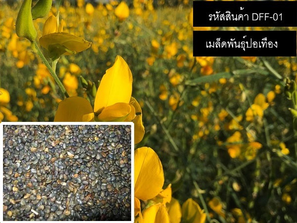 จำหน่ายเมล็ดพันธุ์ปอเทือง (เมล็ดพันธุ์คุณภาพดี) | thailandseedshop - เมืองสมุทรปราการ สมุทรปราการ