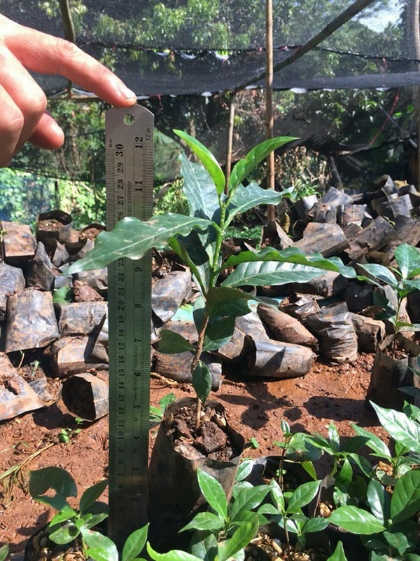 ต้นพันธุ์กาแฟพันธุ์อาราบิกาขายยกแพ็ค ๆ ละ 20 ต้นขึ้นไป 