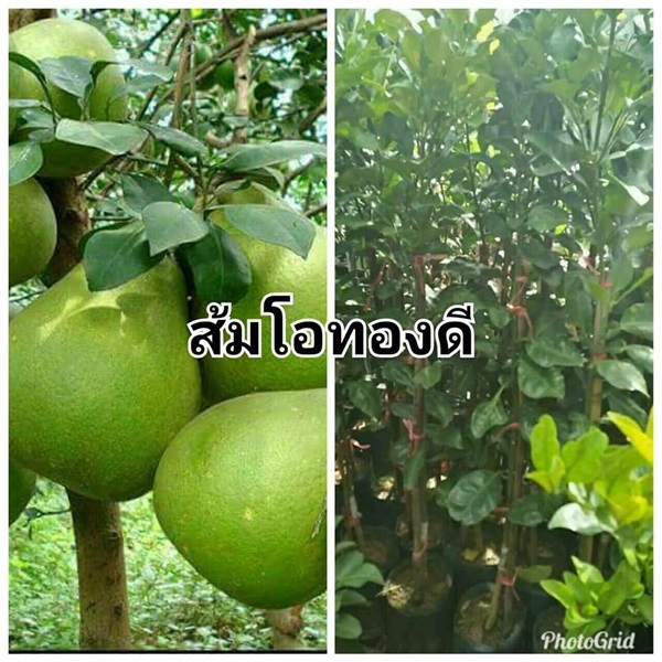 ส้มโอพันธุ์ทองดี ต้นละ 150 บาท ค่ะ | Drenglish Garden มหาสารคาม - กันทรวิชัย มหาสารคาม