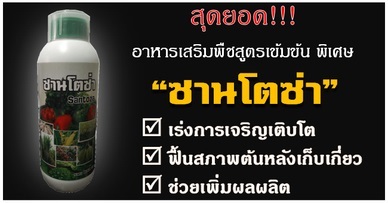 ซานโตซ่า | บ้านแก้ว คลินิกเกษตร - หล่มสัก เพชรบูรณ์