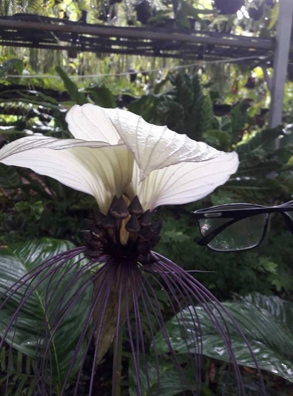 ค้างคาวขาวดอกใหญ่มาก | ฺBanfern Tropical Garden (เมก้าโฮมหนองคาย) -  หนองคาย