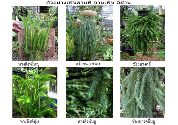 เฟินสายทุกชนิด | ฺBanfern Tropical Garden (เมก้าโฮมหนองคาย) -  หนองคาย