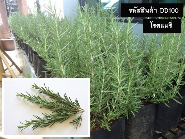 จำหน่ายเมล็ดพันธุ์โรสแมรี่ (เมล็ดพันธุ์คุณภาพดี)